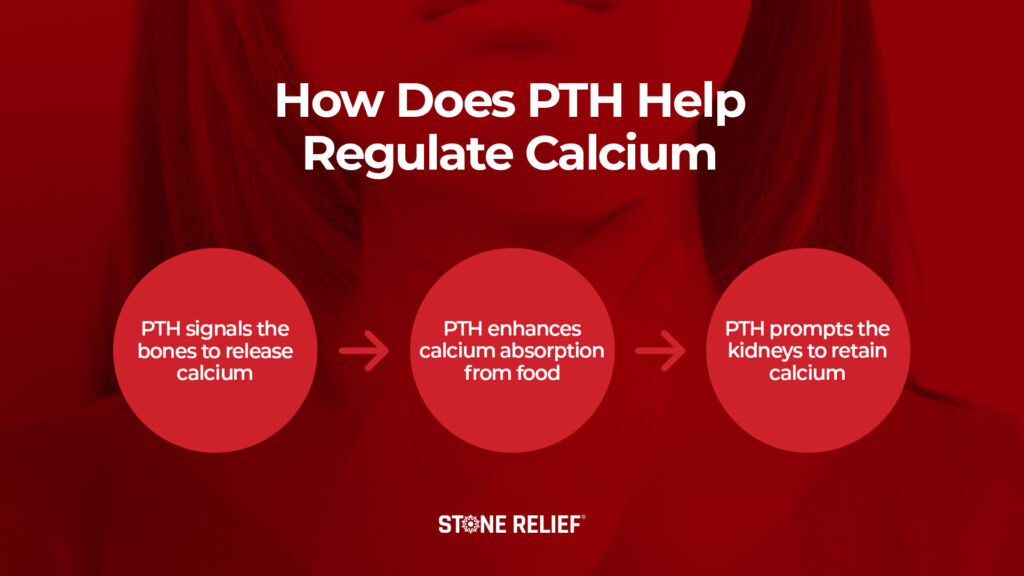 How do Parathyroid Hormones Help Regulate Calcium