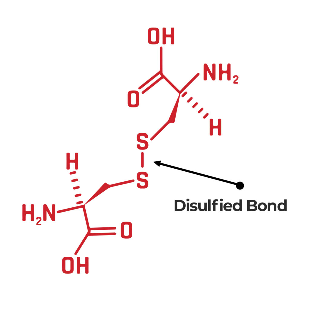 What is a Disulfide Bond?